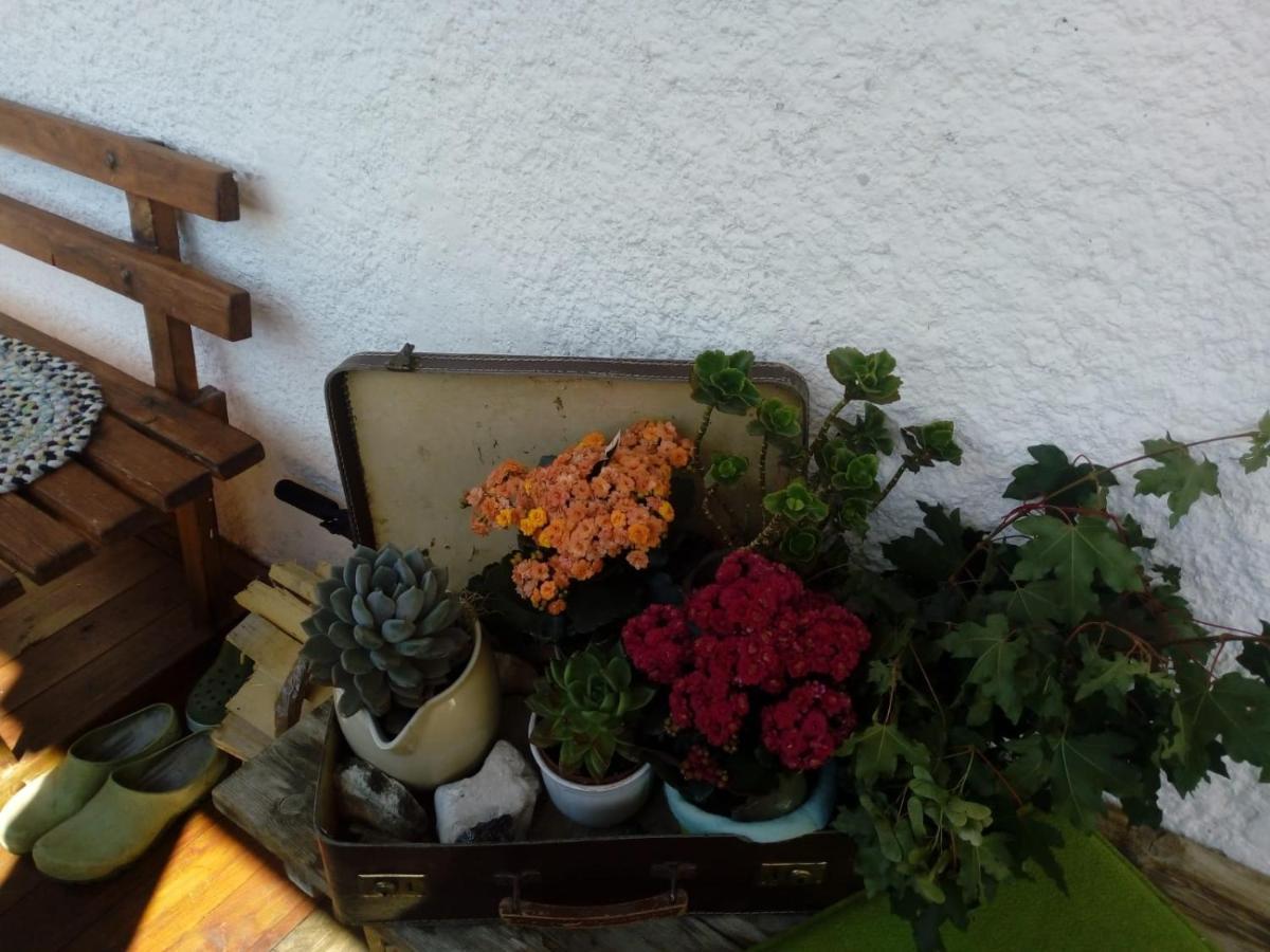Bed & Breakfast Dolomiti Bey Haus Pinter Assling Eksteriør billede