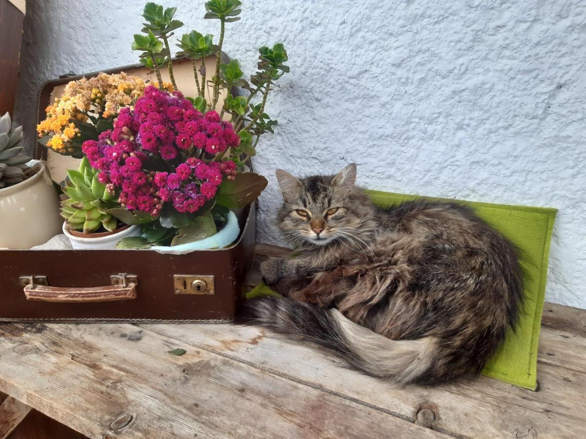 Bed & Breakfast Dolomiti Bey Haus Pinter Assling Eksteriør billede